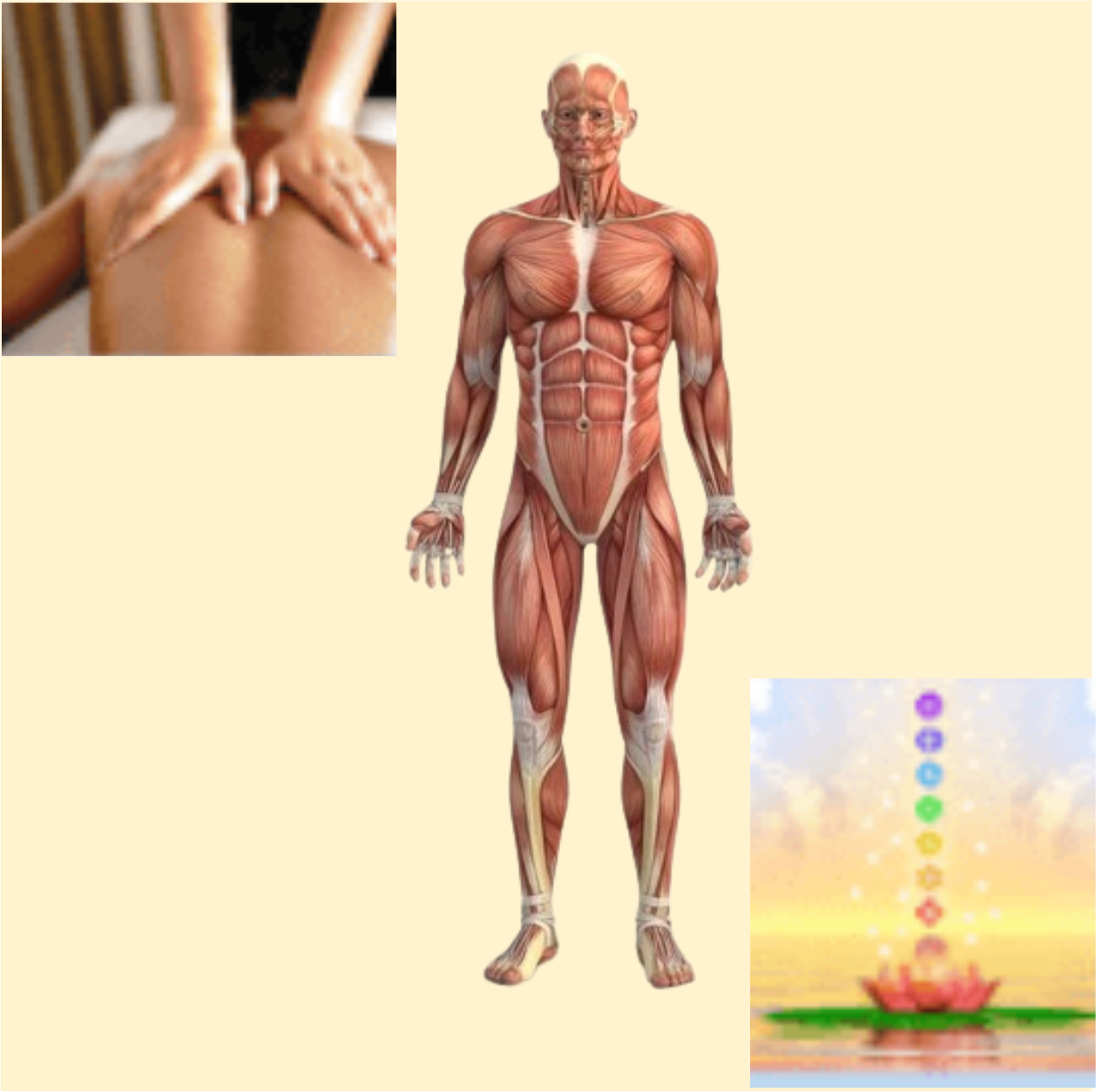 musculos